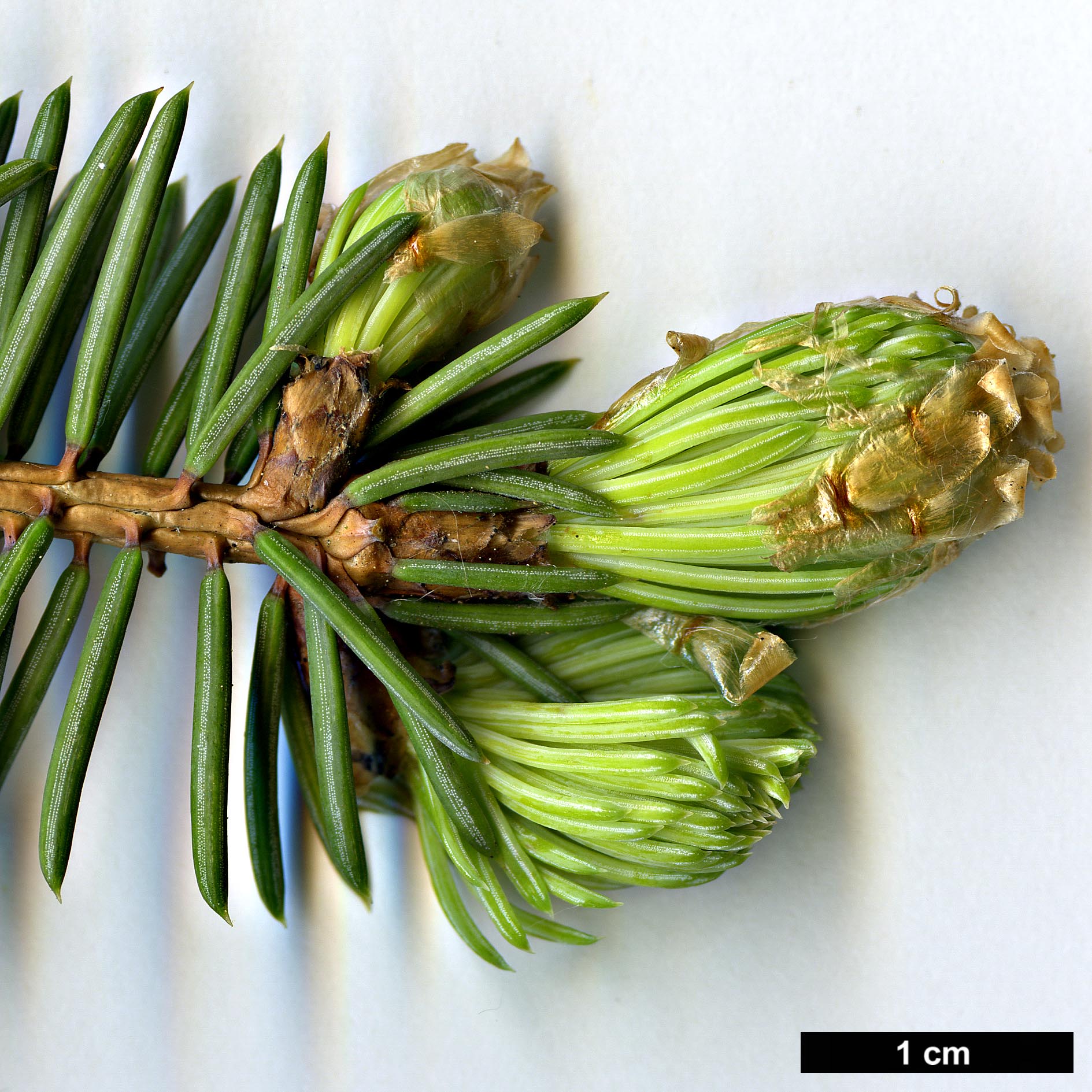 High resolution image: Family: Pinaceae - Genus: Picea - Taxon: asperata - SpeciesSub: var. heterolepis